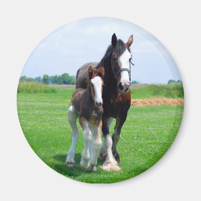 Clydesdale and Filly magnet (Front)