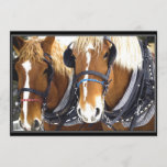 Clydesdale Draft Horse Invitation