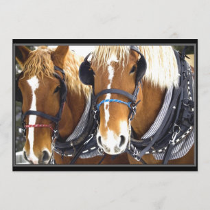 Clydesdale Draft Horse Invitation