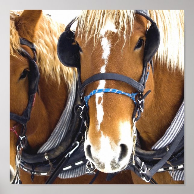 Clydesdale Draft Horse Poster Print (Front)