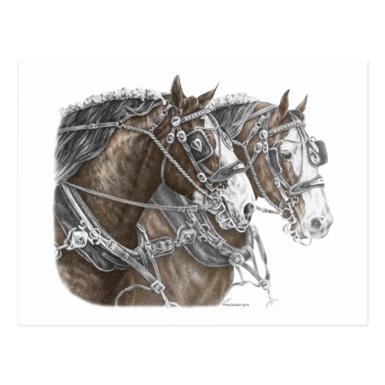 Clydesdale Draft Horse Team Postcard