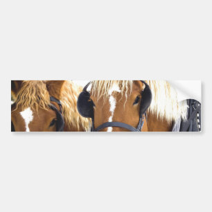 Clydesdale Draft Horses Bumper Sticker