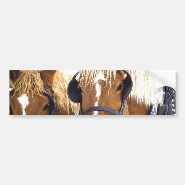 Clydesdale Draft Horses Bumper Sticker (Front)