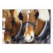 Clydesdale Draft Horses Card (Front Horizontal)
