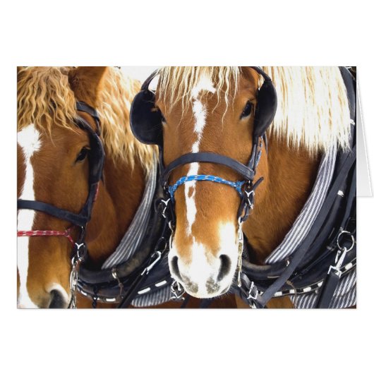 Clydesdale Draft Horses Card (Front Horizontal)