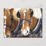 Clydesdale Draft Horses Postcard