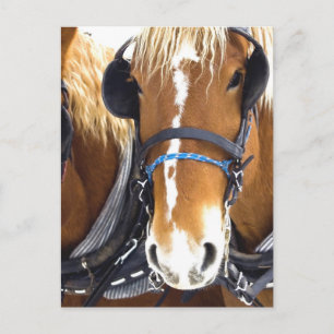 Clydesdale Draft Horses Postcard