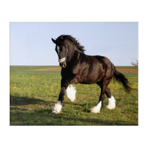 Clydesdale Horse  Acrylic Print