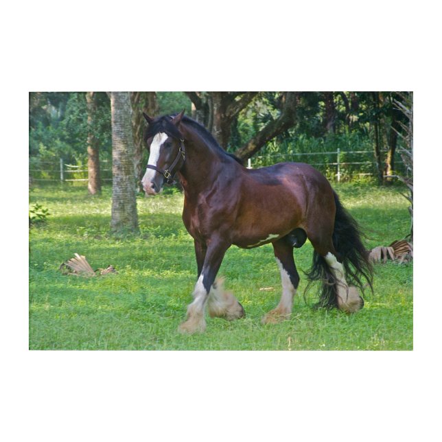 Clydesdale Horse Acrylic Print (Front)