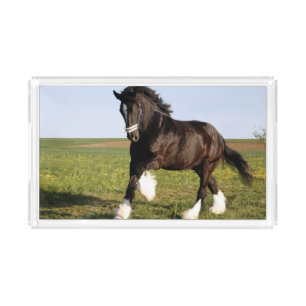 Clydesdale Horse   Acrylic Tray