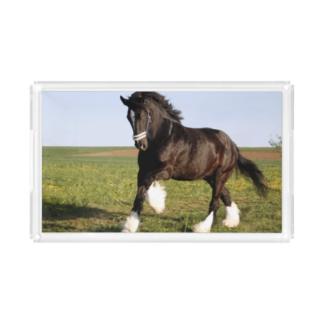 Clydesdale Horse   Acrylic Tray (Front)