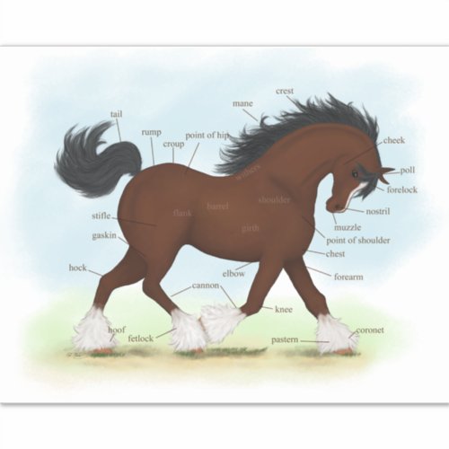 Clydesdale Horse Educational Equine Anatomy Chart Sticker