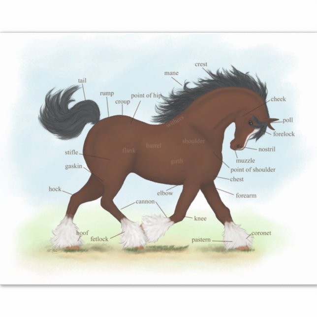 Clydesdale Horse Educational Equine Anatomy Chart Sticker (Front)