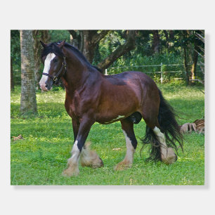 Clydesdale Horse Foam Board