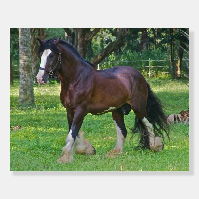Clydesdale Horse Foam Board (Front)