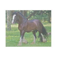 Clydesdale Horse
