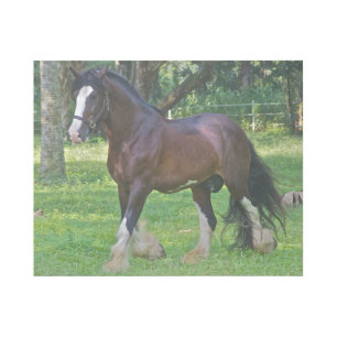 Clydesdale Horse Gallery Wrap