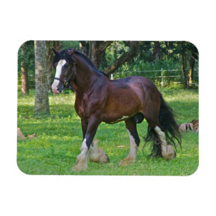Clydesdale Horse Magnet