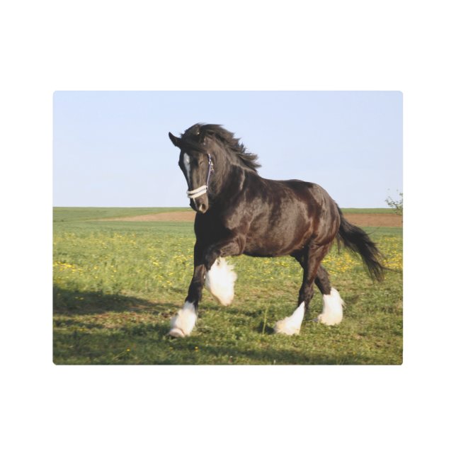 Clydesdale Horse  Metal Print (Front)