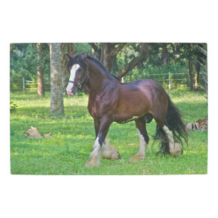 Clydesdale Horse Metal Print