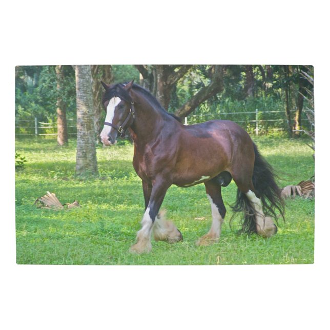 Clydesdale Horse Metal Print (Front)