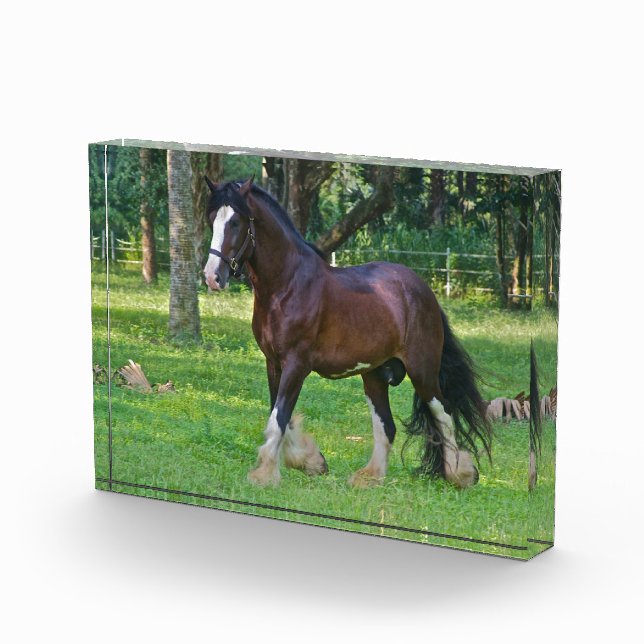 Clydesdale Horse Photo Block (Right)