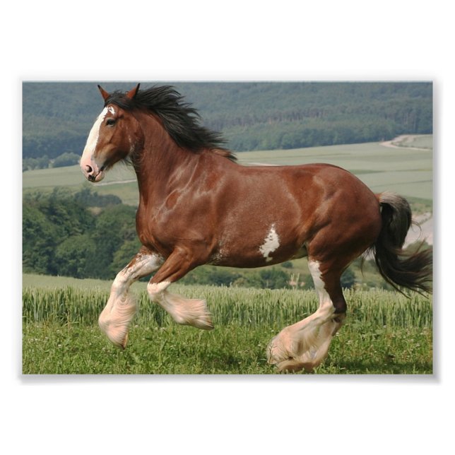 Clydesdale Horse Photo Print (Front)