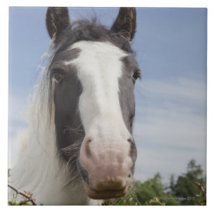 Clydesdale horse portrait ceramic tile