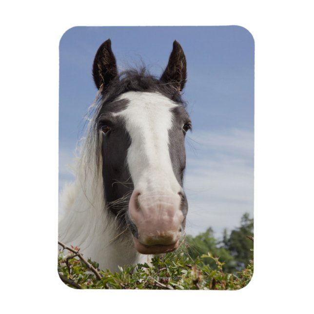 Clydesdale horse portrait magnet (Vertical)
