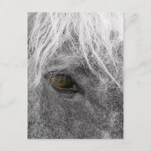 Clydesdale Horse Postcard