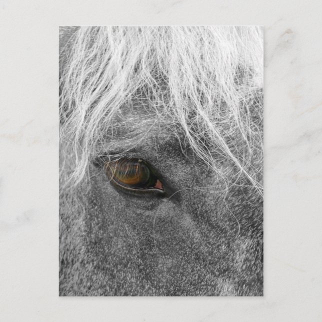 Clydesdale Horse Postcard (Front)