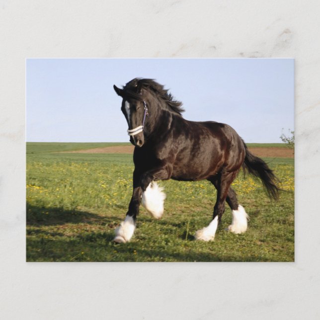 Clydesdale Horse  Postcard (Front)