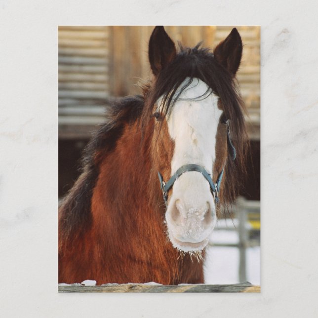 Clydesdale horse postcard (Front)