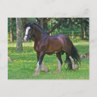 Clydesdale Horse