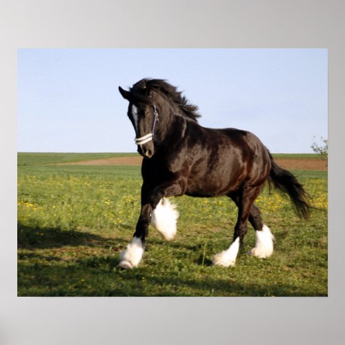 Clydesdale Horse  Poster