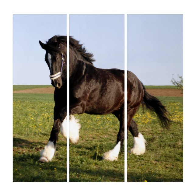 Clydesdale Horse  Triptych (Front)