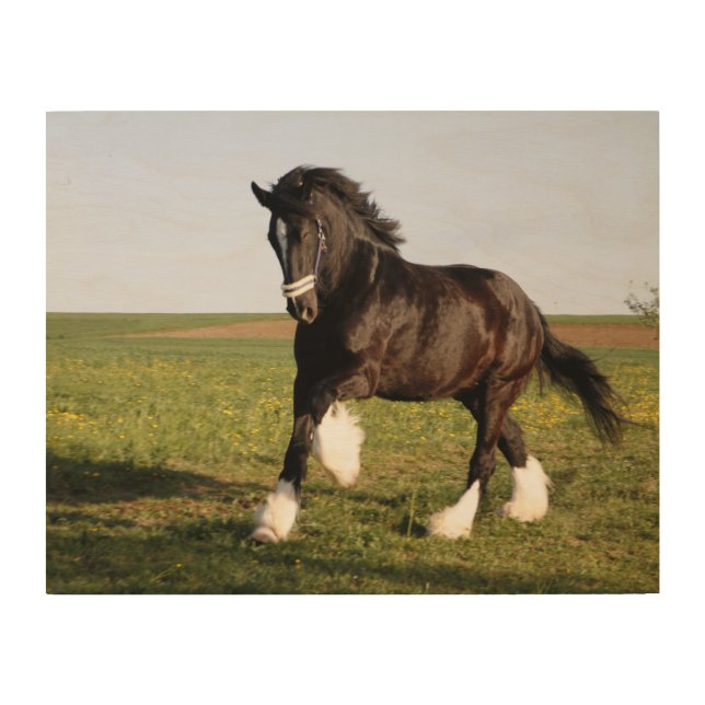 Clydesdale Horse  Wood Wall Art (Front)