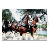 Clydesdale Horses (Front Horizontal)