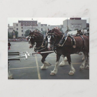 Clydesdale Horses At Midtown Plaza in Elmira, NY Postcard