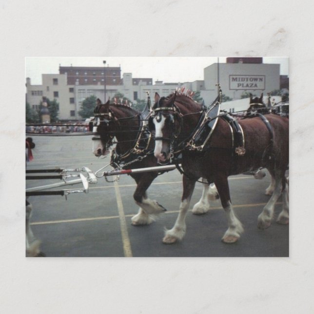 Clydesdale Horses At Midtown Plaza in Elmira, NY Postcard (Front)
