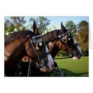 Clydesdale Horses Cards