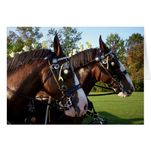 Clydesdale Horses Cards (Front Horizontal)