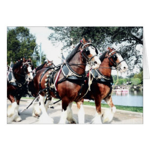 Clydesdale Horses Cards