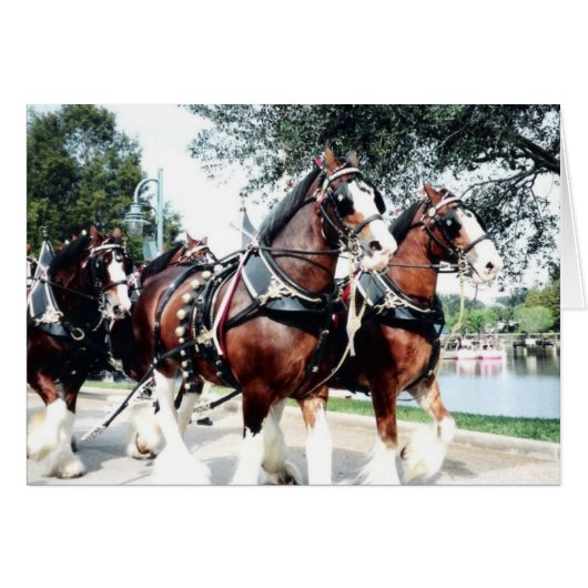 Clydesdale Horses Cards (Front Horizontal)