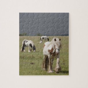 Clydesdale horses in a field, Northumberland, Jigsaw Puzzle