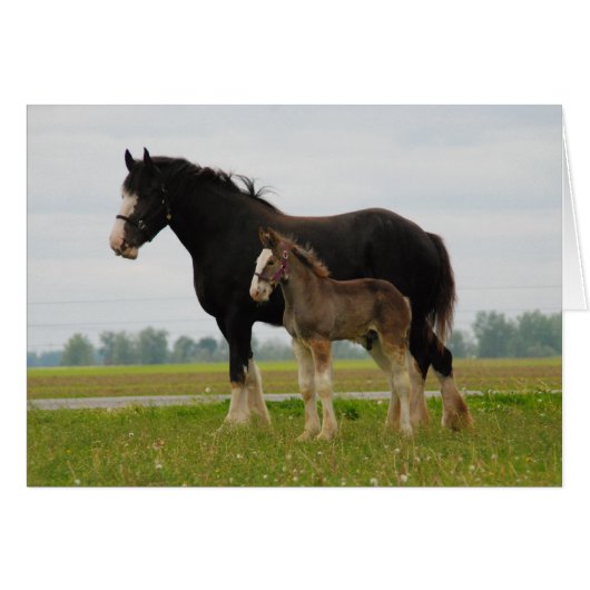 clydesdale mare and filly cards (Front Horizontal)