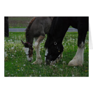 Clydesdale Mare & Colt Cards