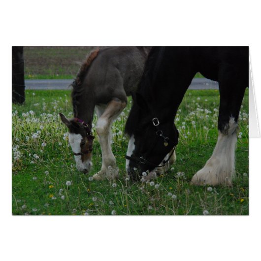Clydesdale Mare & Colt Cards (Front Horizontal)