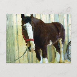 Clydesdale Postcard