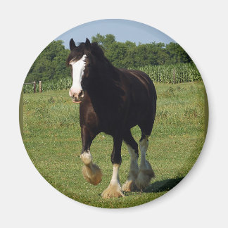 Clydesdale Running Magnet